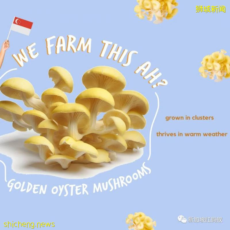 你知道這些蔬果、魚蝦、牛蛙和蛋類都是“新加坡生産”的嗎