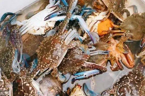 新加坡趕海全攻略!寄居蟹、花蟹、龍蝦、蛤蜊、海星、海參...我挖到寶藏啦