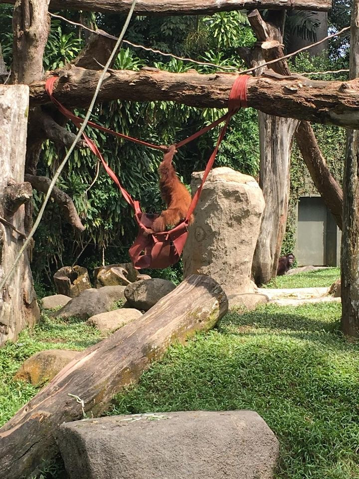 環保又實用！民防部隊贈舊消防水帶給動物園 被制成坐墊和玩具