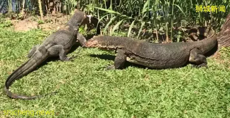 新加坡野鸡泛滥成灾!政府成立工作小组