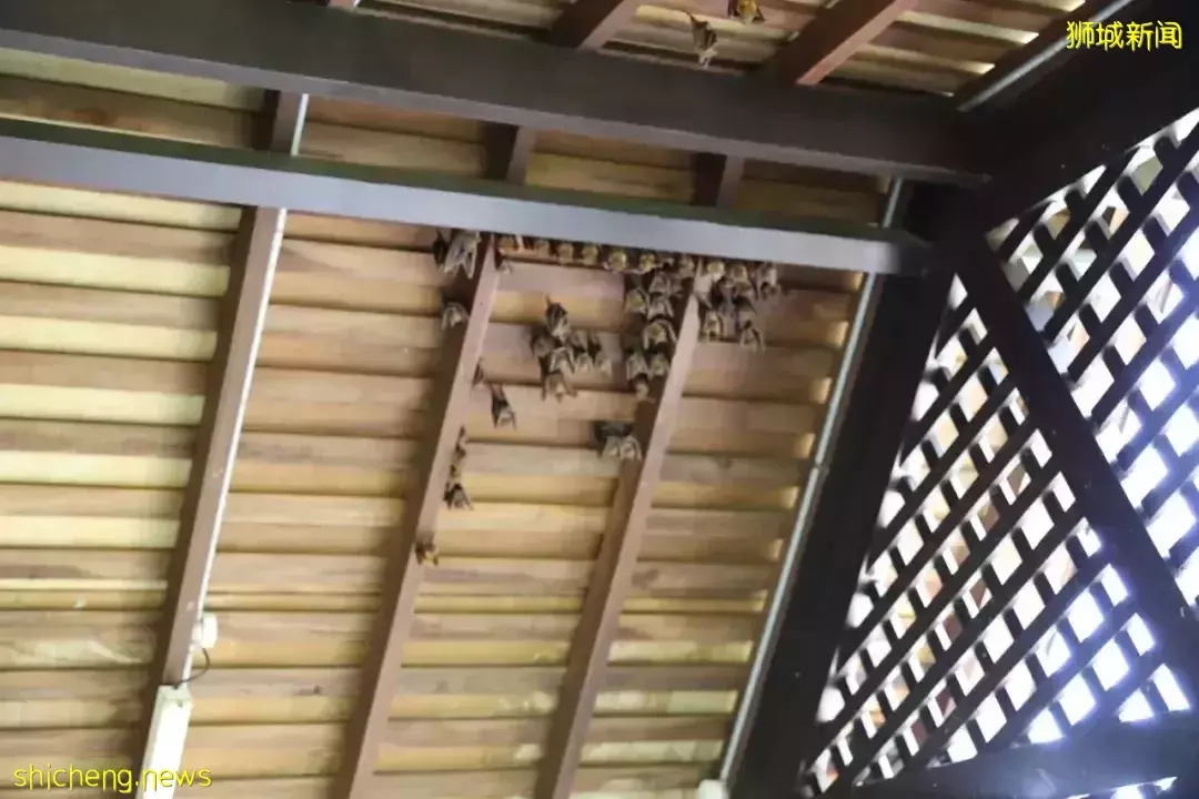 4天小長假!請來新加坡最美的濕地,超500種熱帶動植物免費看