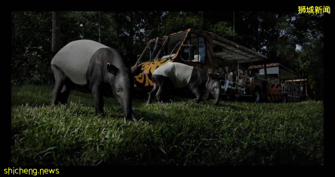 在新加坡野生動物園來一場VIP營地晚宴是怎樣非凡的體驗