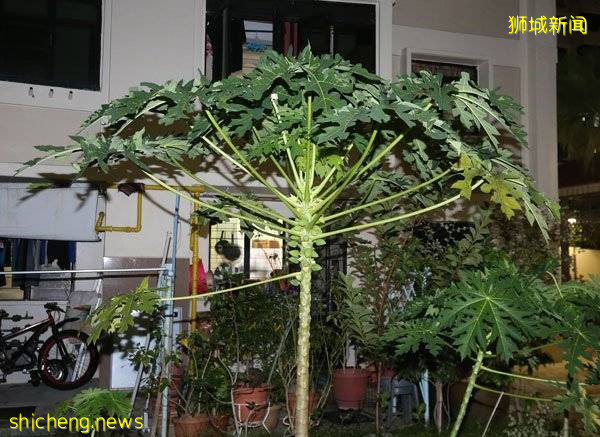 坚信木瓜树闹恶鬼 大叔菜刀恐吓阿嫂被判坐牢