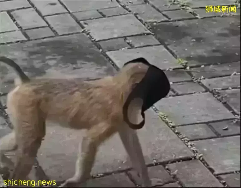 新加坡男孩與“大聖”談判討回書包,網友笑尿:念段緊箍咒吧