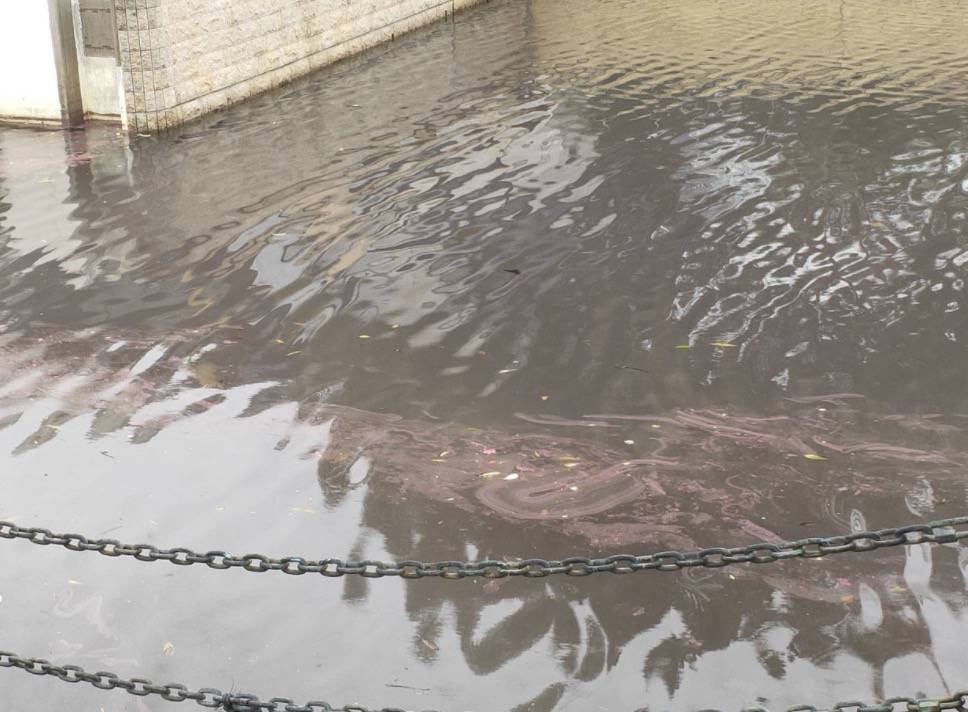 罕見!新加坡聖淘沙這條河變成了粉色,驚現大批死魚!39年創記錄暴雨太作了