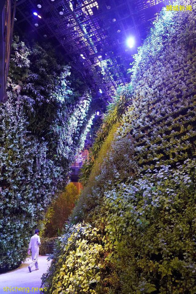 迪拜世博会新加坡展馆：自然之城，展示自然、培育、未来 