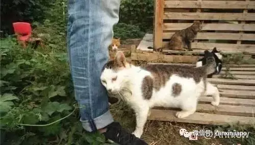 原来在新加坡养宠物有这么多冷知识