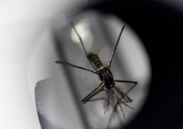 新發現！得過骨痛熱的人可能對新冠免疫