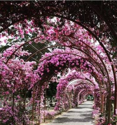 新加坡新晋网红胜地居然是日本坟场，知道内幕你还打卡吗