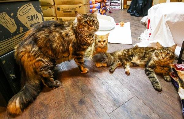 七旬翁胃癌末期 临终前最放不下5只猫