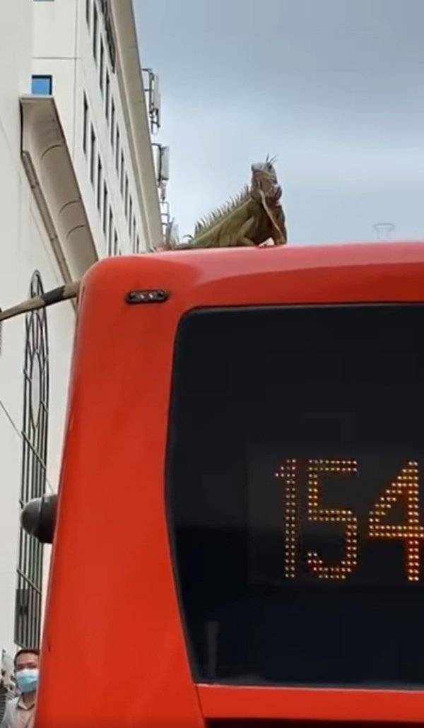 搭顺风车? 美洲鬣蜥掉巴士车顶