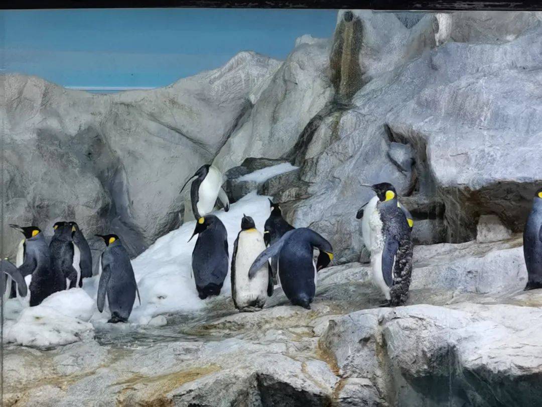 免費送票!帶倆娃嗨翻亞洲最大飛禽園,400多種5000多只鳥,一路驚喜不斷