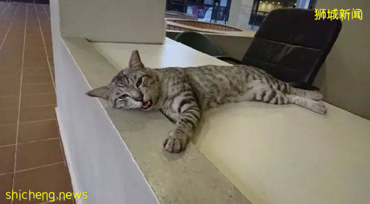 《南洋理工大學撸貓指南》