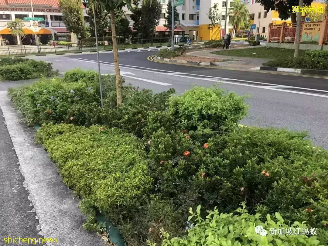 新加坡四处种满了美丽的花，如何妥善照料成了大问题