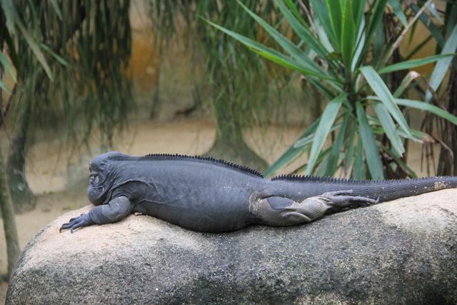 世界十大动物园之一：新加坡动物园，确实不一样