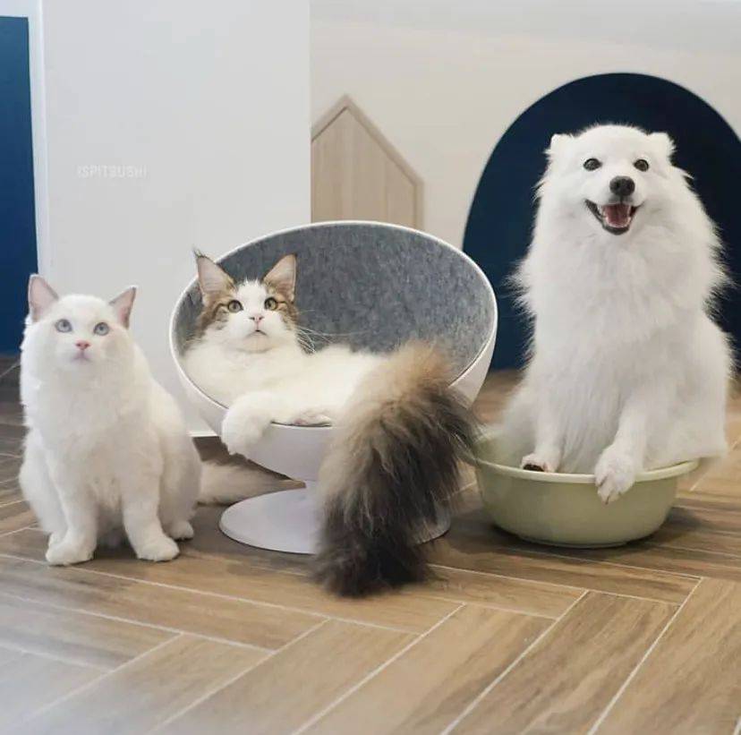 治愈系的它看一眼就愛不釋手！新加坡撸貓撸狗地圖來咯