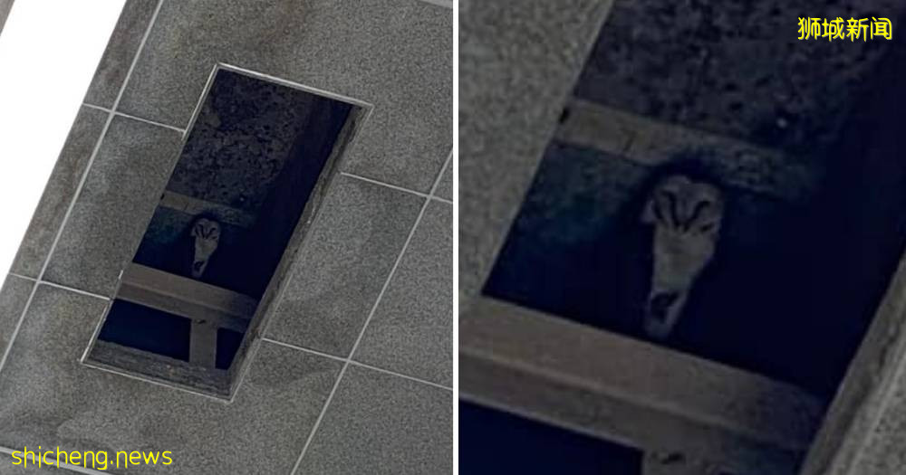 新加坡驚現人臉貓頭鷹！這些恐怖小動物，你碰到過嗎