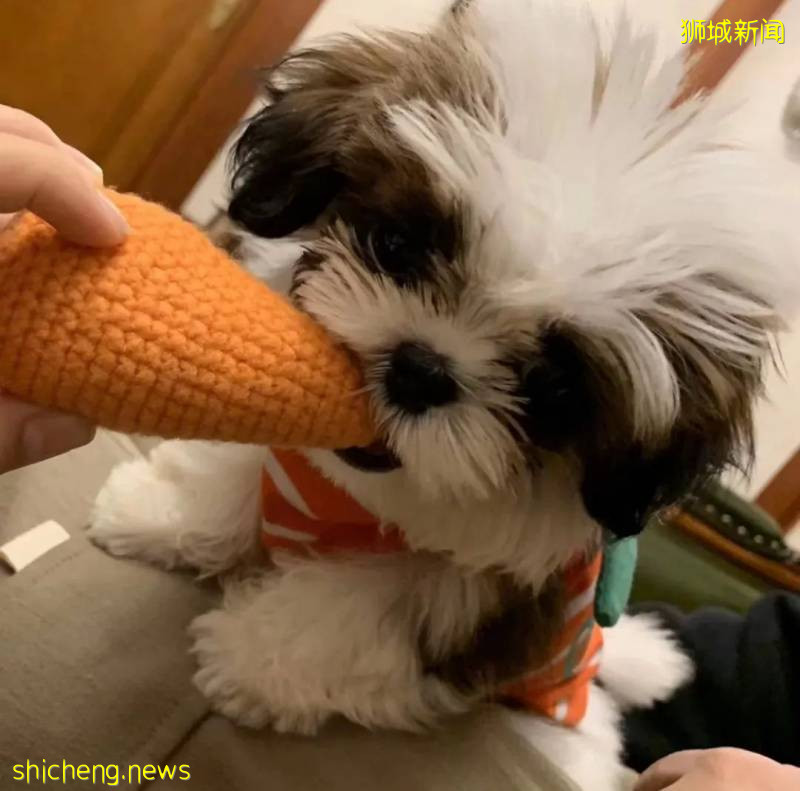 餵食野生動物者將遭罰款?新加坡養寵物你不能不知道的事!