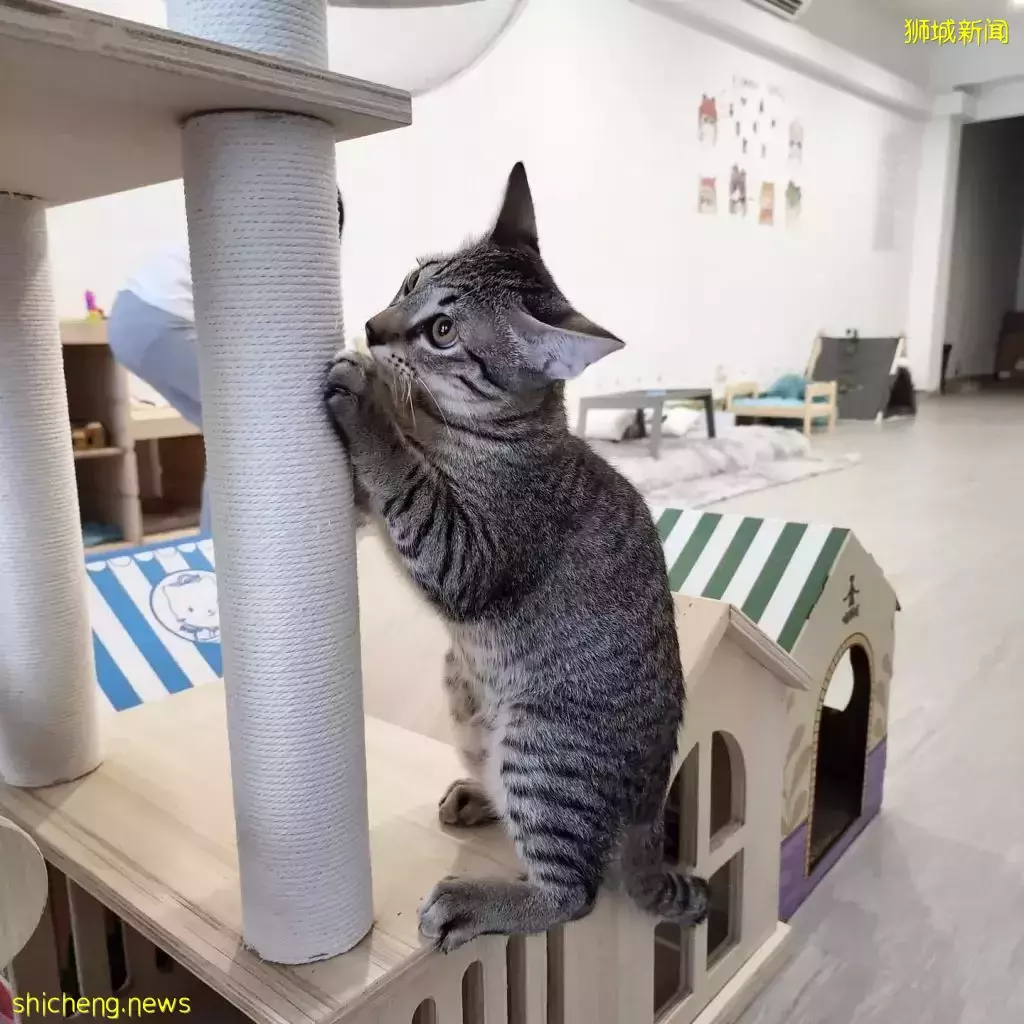 新加坡首家無籠貓咖@Cat Paradise🐈,還可以領養貓貓喔