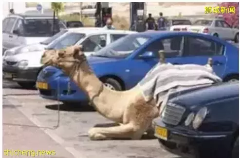 新加坡妹纸为抢停车位上肉身,结果碰豪横男顶肉硬上