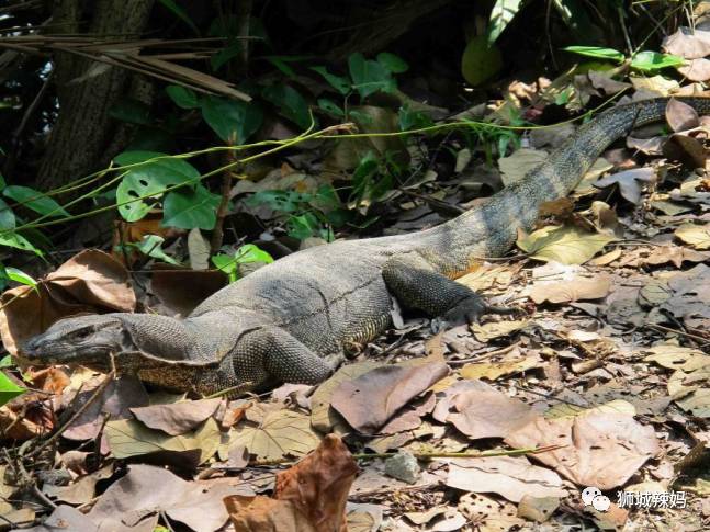 500种热带动植物免费看!超大蜥蜴、候鸟、鳄鱼,新加坡这地儿你肯定没来过