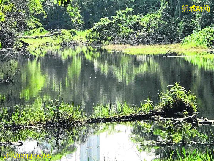 爱丽丝梦境、失乐园、无尾涧——新加坡老组屋区东陵福隐藏了哪些秘境?让老居民带你寻幽探秘