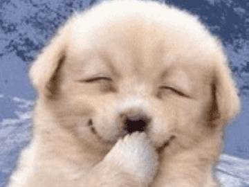 不知道這些,千萬別在新加坡養動物!