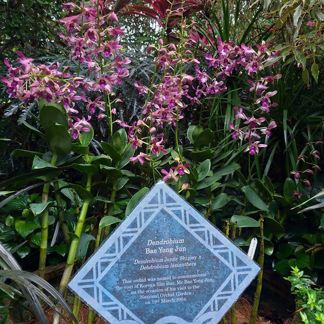 全球最大胡姬花卉展示地“国家胡姬花园”✨清新秀丽、沁人心脾,带你认识和了解我们的国花😎