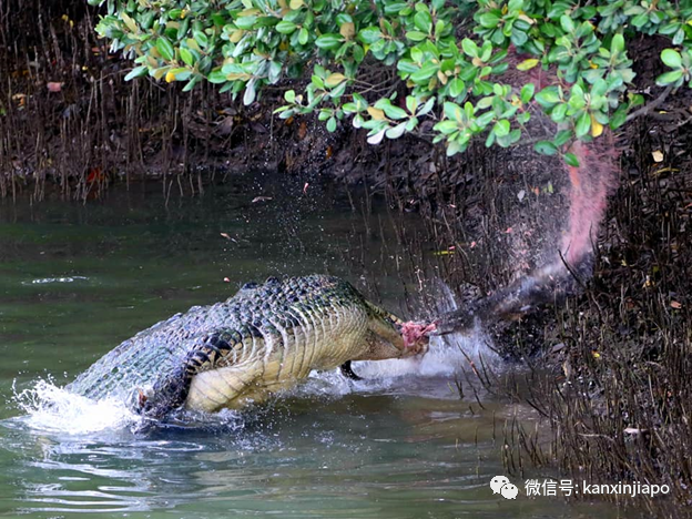 险象环生！10只水獭在乌节路横冲直撞，差点被多辆车撞上