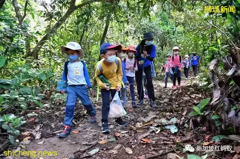 周末不上補習班　越來越多新加坡家長讓孩子到戶外學爬樹和砍柴