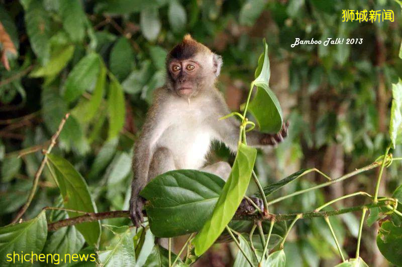 新加坡超火徒步路线!树梢吊桥、水映花树、长尾猴、松鼠、巨蜥,太美了