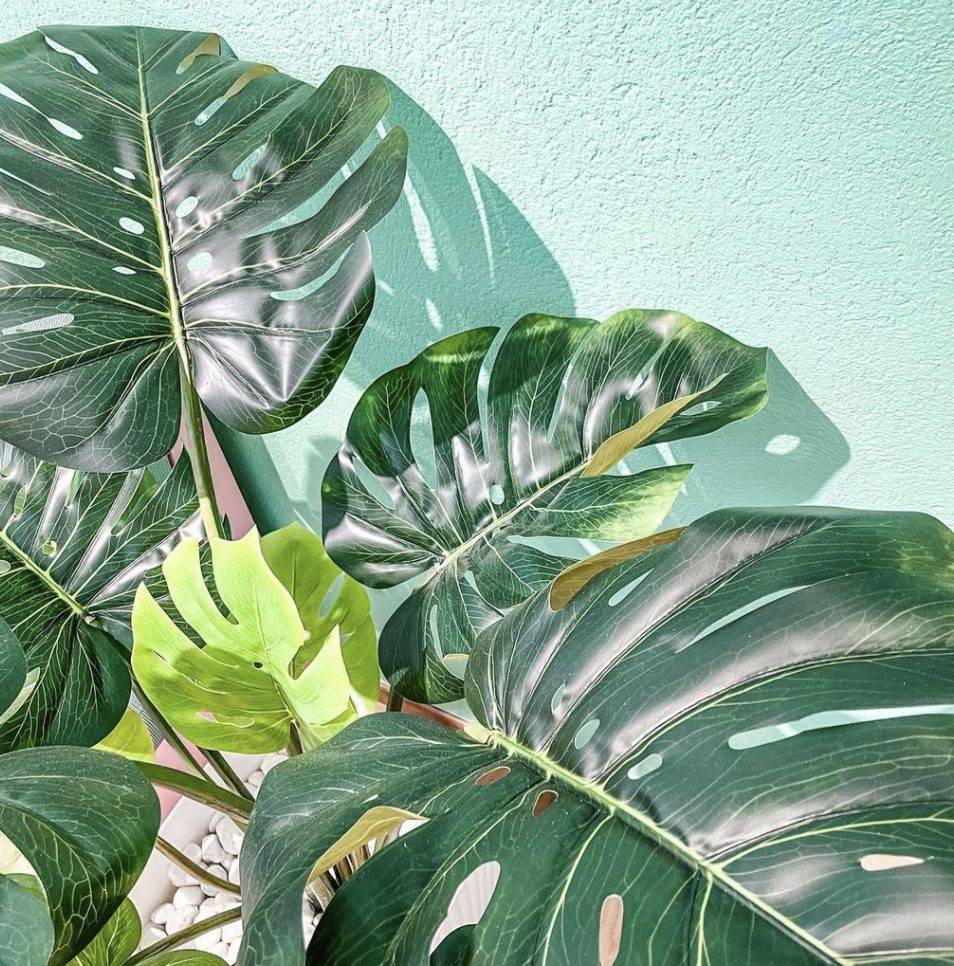 又有新Café可以打卡啦！小清新風格CAF Clickafood@Upper Paya Lebar