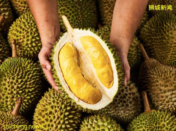 狮城榴梿季拉开序幕!该去哪里组个榴梿局呢