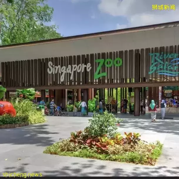 新加坡11條shuttle bus路線!直達動物園、宜家、農場、聖淘沙、醫院