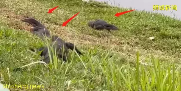 “吓人!我在新加坡市区一次看到6只大蜥蜴!”