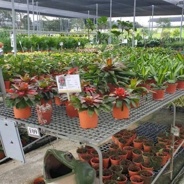 在新加坡哪裏買綠植最合適？走起來