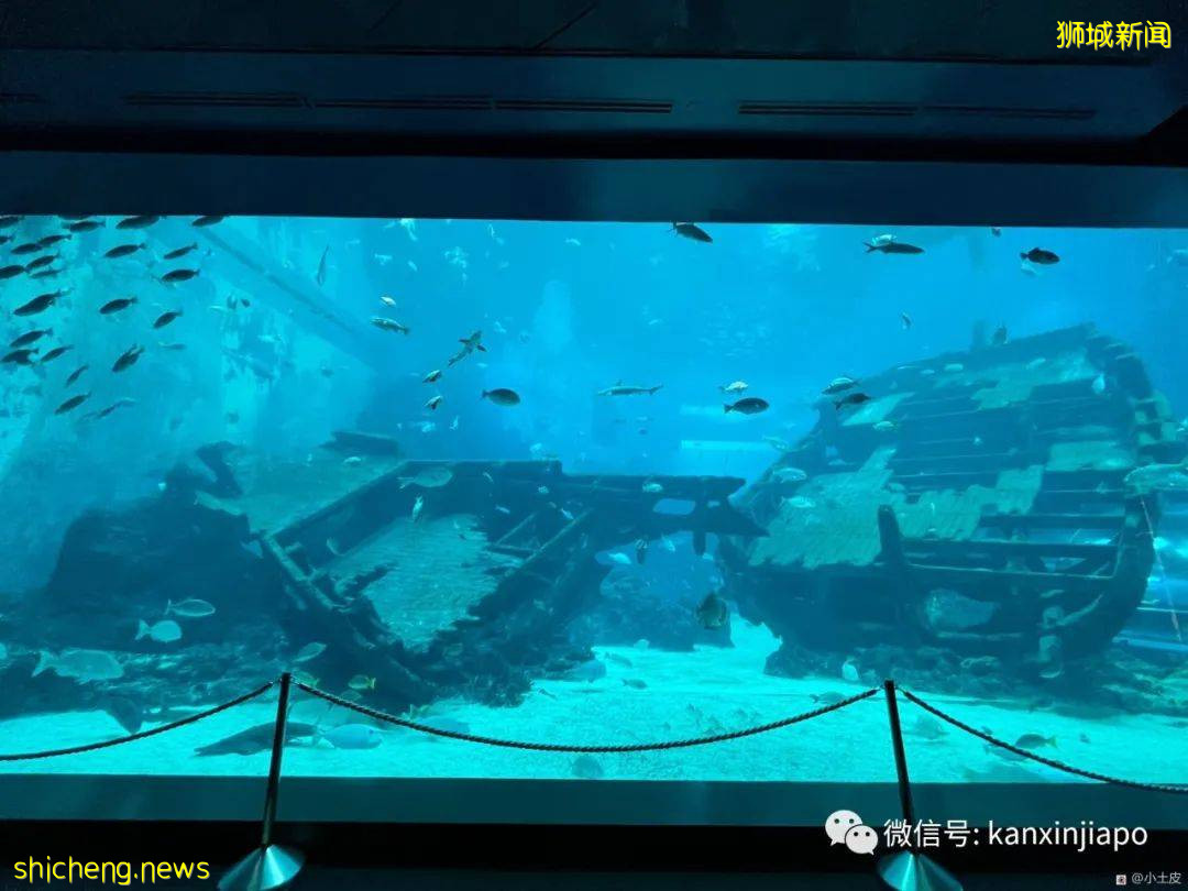亞洲最大的海洋館,原來在新加坡