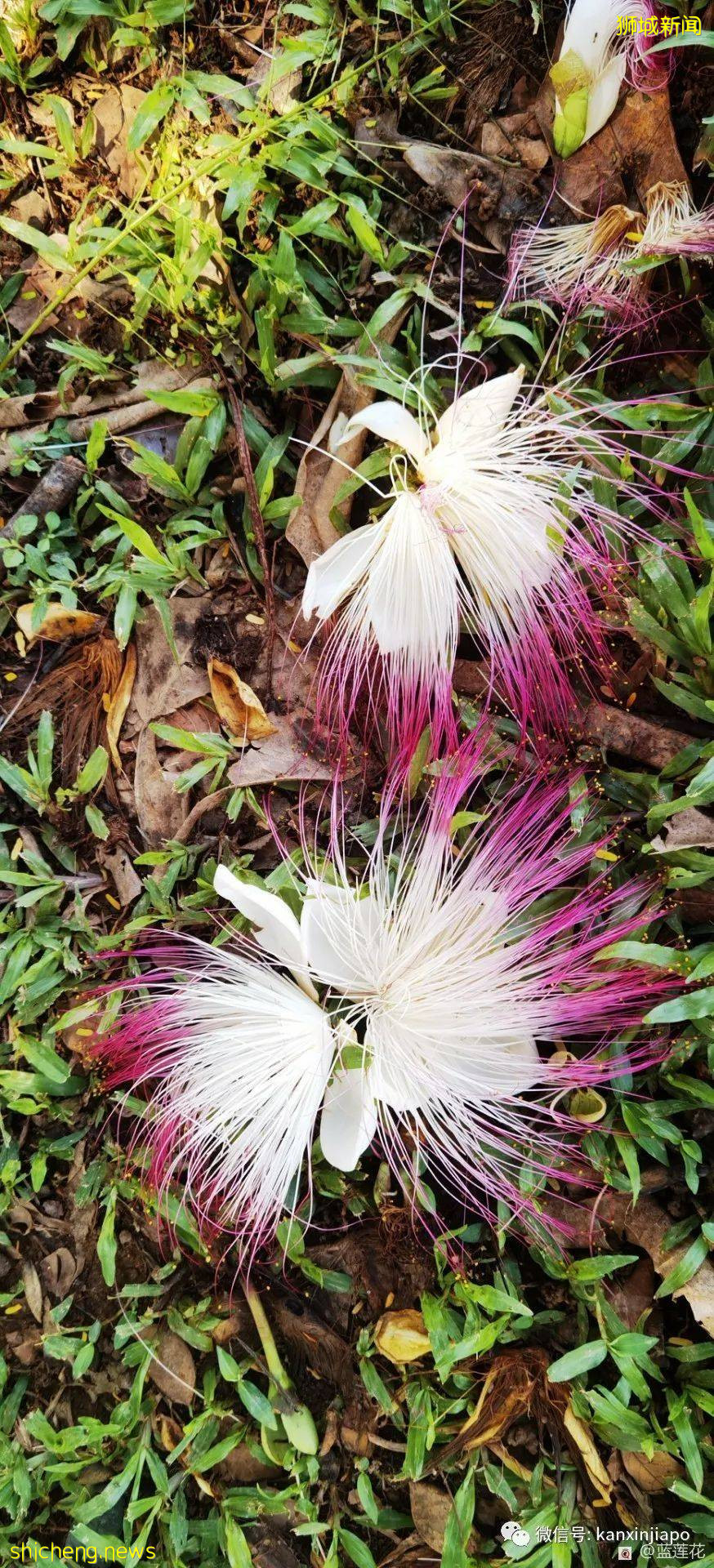 新加坡小众遛娃好去处,吃喝玩乐一应俱有