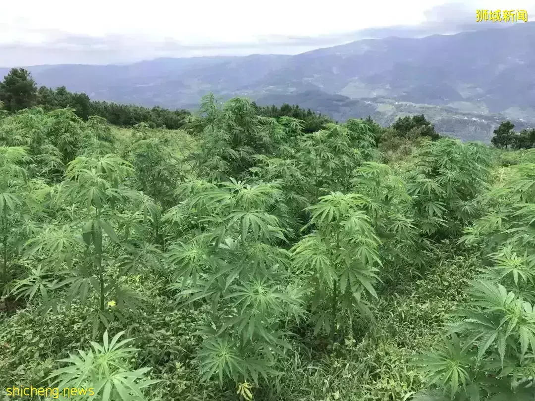 李顯龍總理：不會將毒品合法化 ！多國毒販被鞭刑、處死，求情被拒！新加坡毒販曾弑母殺女