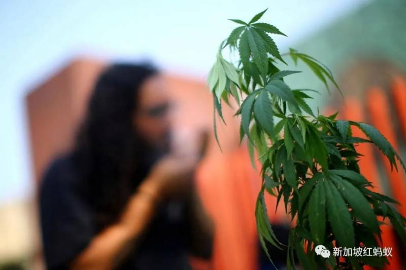 大麻不再受严格管制　你不惹毒药，毒药却来惹你