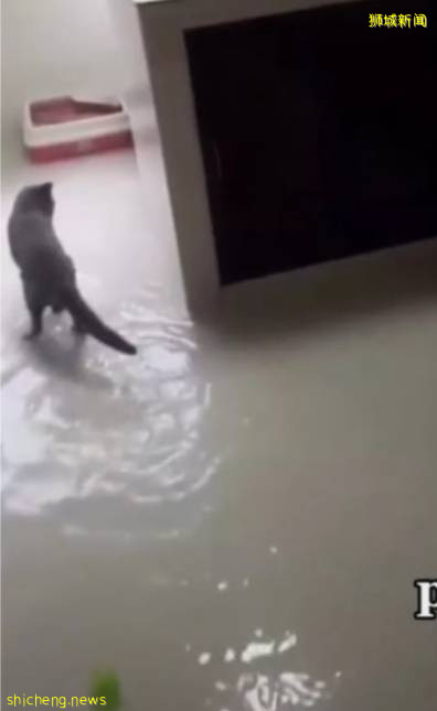 新加坡鬼畜喵喵爲玩水，居然用小爪子偷偷打開鏟屎官家的水龍頭