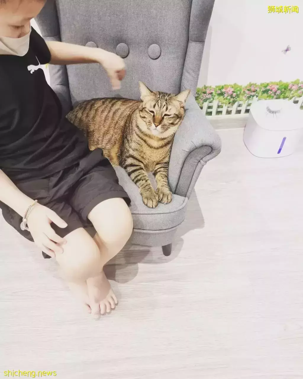 新加坡首家無籠貓咖@Cat Paradise🐈,還可以領養貓貓喔