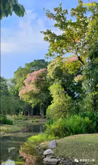賞花季到啦！全島各地重現“新加坡櫻花”景象！還去日本賞什麽櫻花