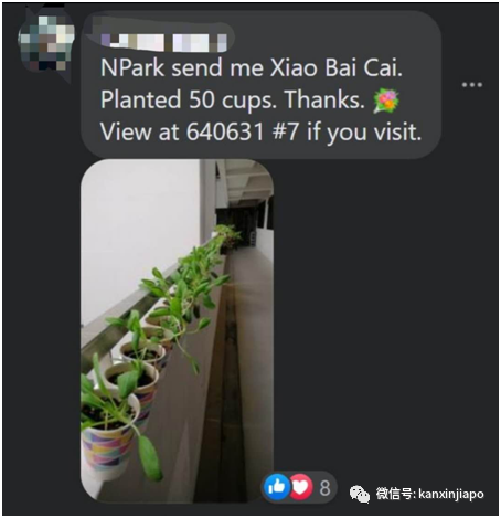 缤纷九月！新加坡处处花团锦簇，斗艳争芳“秋意浓”