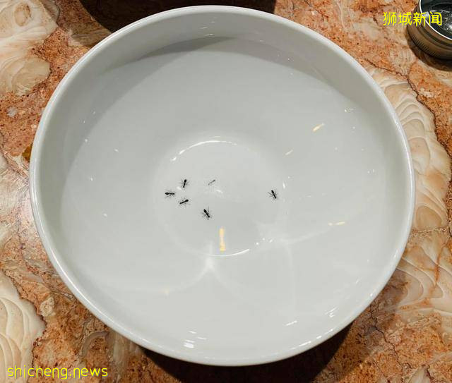 吃遍新加坡 第14期:傳統創新兼並的新派港餐