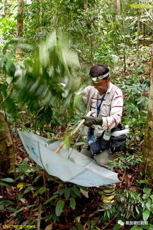 他是外交家也是昆蟲專家 新加坡的“蜘蛛俠”獲頒環境最高獎
