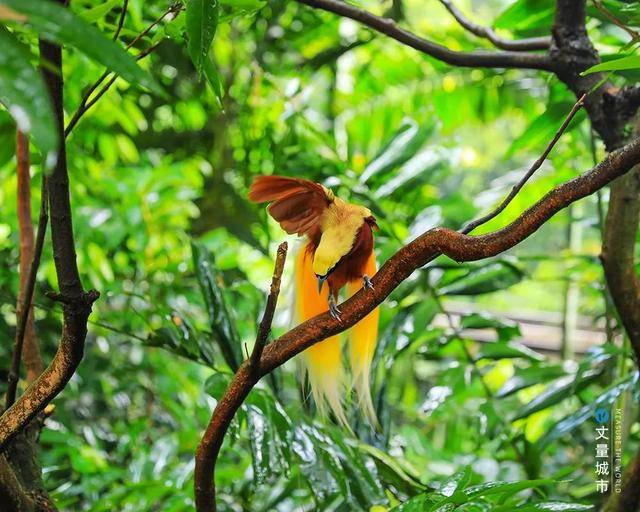 城市綠道，新加坡的“軟實力”