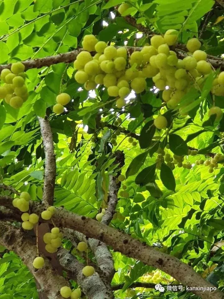 新加坡常见的绿果子，居然是印度“圣果”