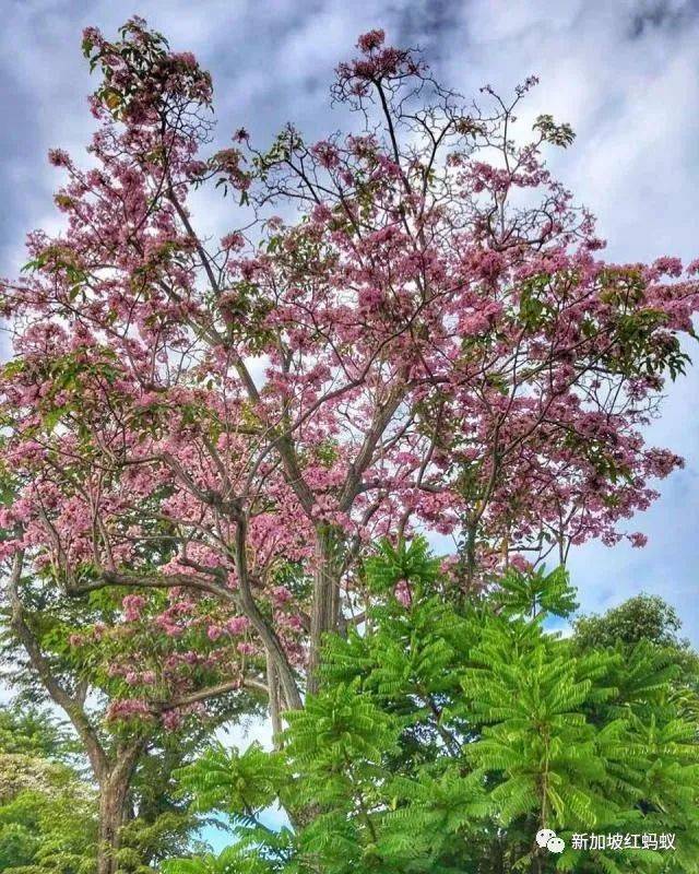 新加坡也有“櫻花”？看看當地領導們如何當起賞花向導