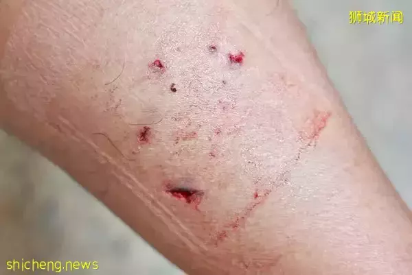 興奮跟拍30只水獺 晨運男慘遭追咬